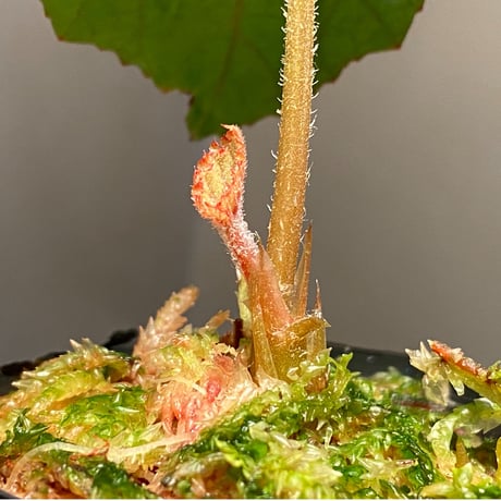 Begonia sp. from Na Hang [YH1118] TK