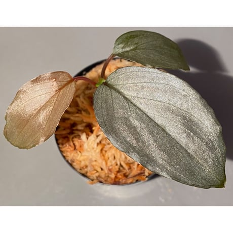 Homalomena sp. "STRONG ZERO" from P.Lingga[AZ0917-1]