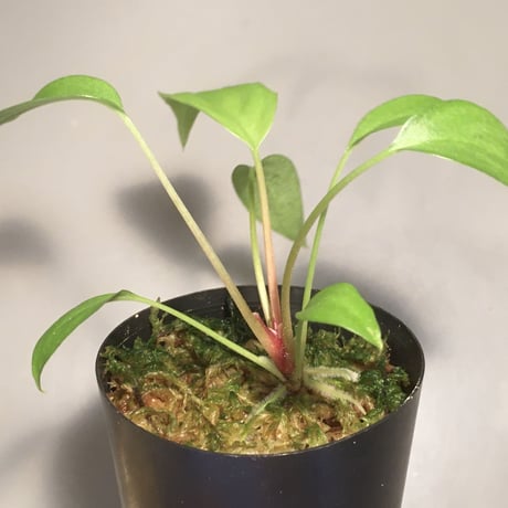 Homalomena sp. from Riau