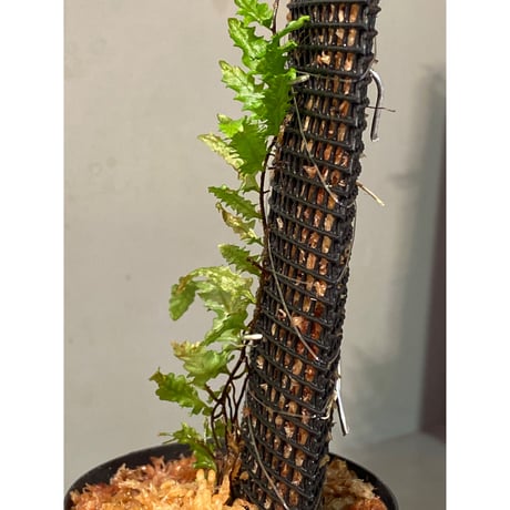 Teratophyllum sp. from Sibolga Timur [HW1017-03]