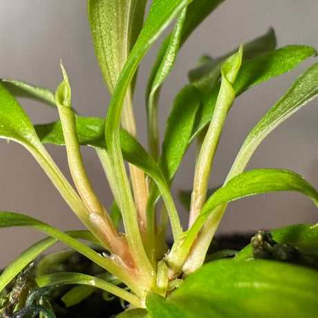(3芽) Homalomena cf. hasei from Aceh sumatera [LA1118-03]