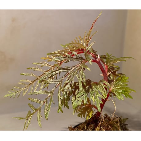 Begonia bipinnatifida [STRINGE PLANTS]