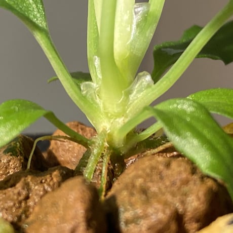 Homalomena sp. "Sunshine Natal"BNN from Sibolga timur [AZ1217-6]