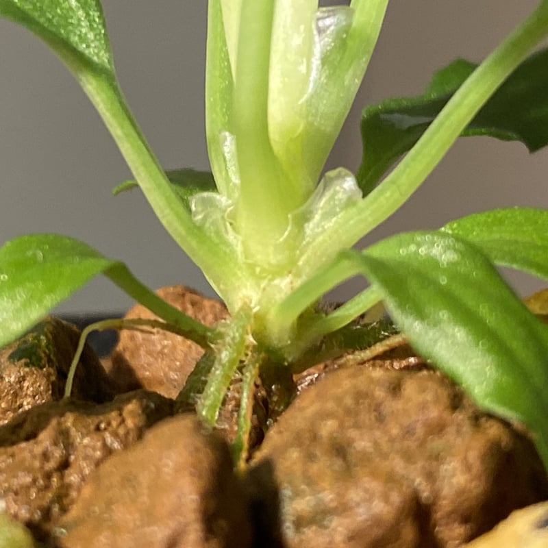 Homalomena sp. Homalomena sp.