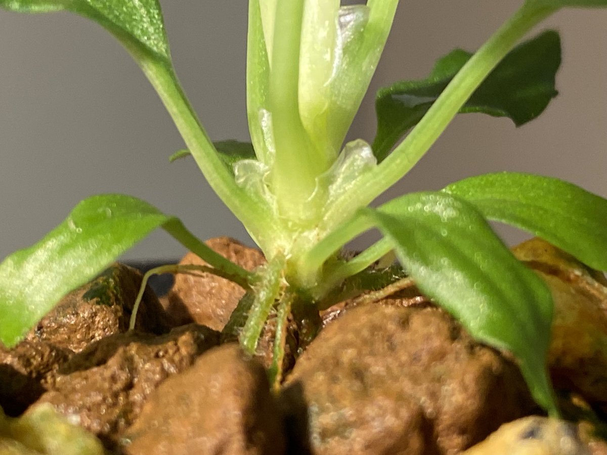 ホマロメナ　サンシャイン　ナタル　グリフォン ホマロメナ サンシャイン ナタル グリフォン