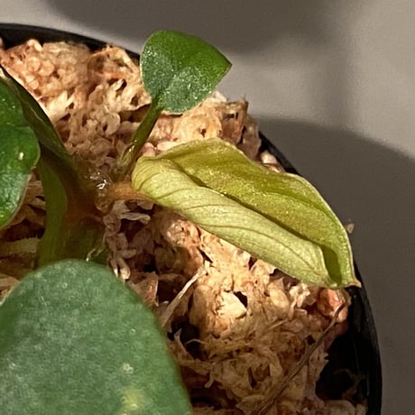 Homalomena sp. from Sumatera Utara [LA0118-02]