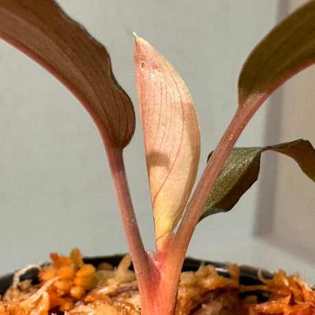 Homalomena sp. "Red leaf" from Kalbar [AZ0823-2]