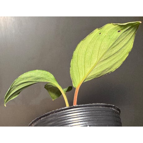 Homalomena "鯖×月" [LA-hyb.22-04]