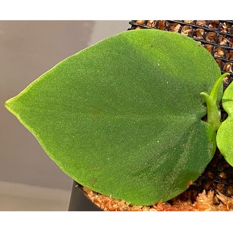 Philodendron sp. from Iquitos Peru [tanakay] ②