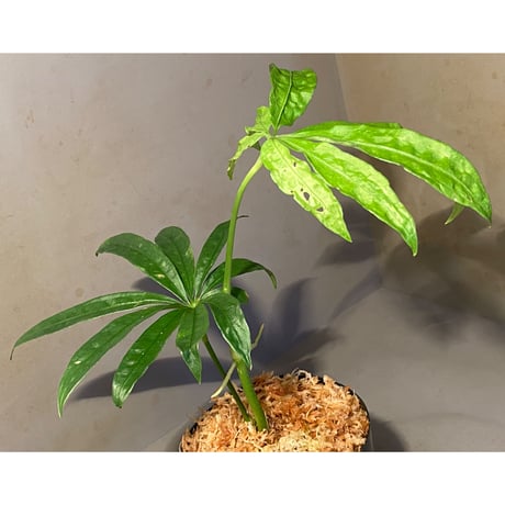 Anthurium polyschistum from Napo Ecuador [tanakay]