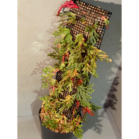 Selaginella erythropus