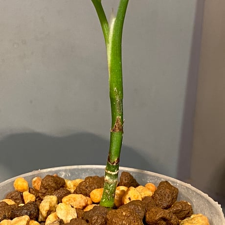 Aglaonema pictum from Aceh sumatera [T-120119] X産地