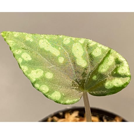 Begonia Variabilis [TK260915]