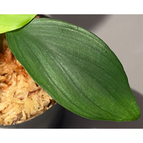 Homalomena sp. Aceh Silver from Aceh sumatera [LA0613-00]