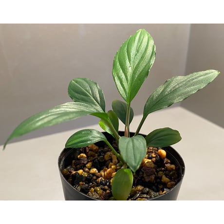Homalomena sp. from "Nanga pinoh" Kalimantan barat [TB]
