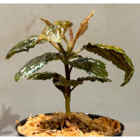 Ardisia sp. from Bengkulu [LA0315-1]