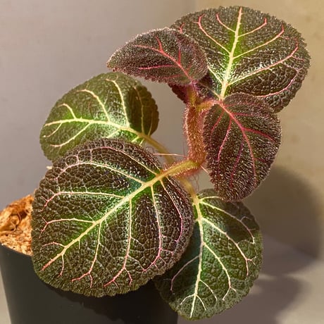 Pearcea hypocyrtiflora from Rio Napo Ecuador [tanakay] 赤葉脈
