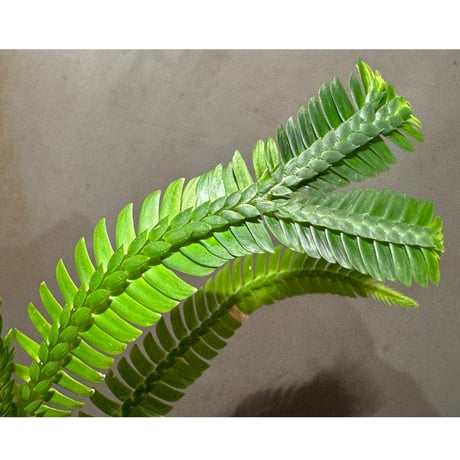 Selaginella sp. from Sanggau