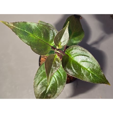 Unknown from Sumatera Utara [HW0816-01]