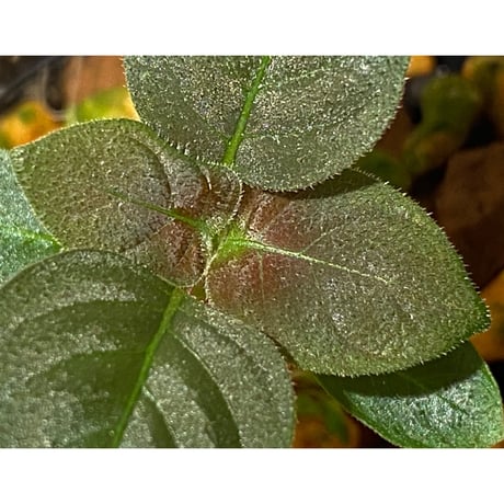 Ophiorrhiza sp. from Papua Barat[LA0319-01]