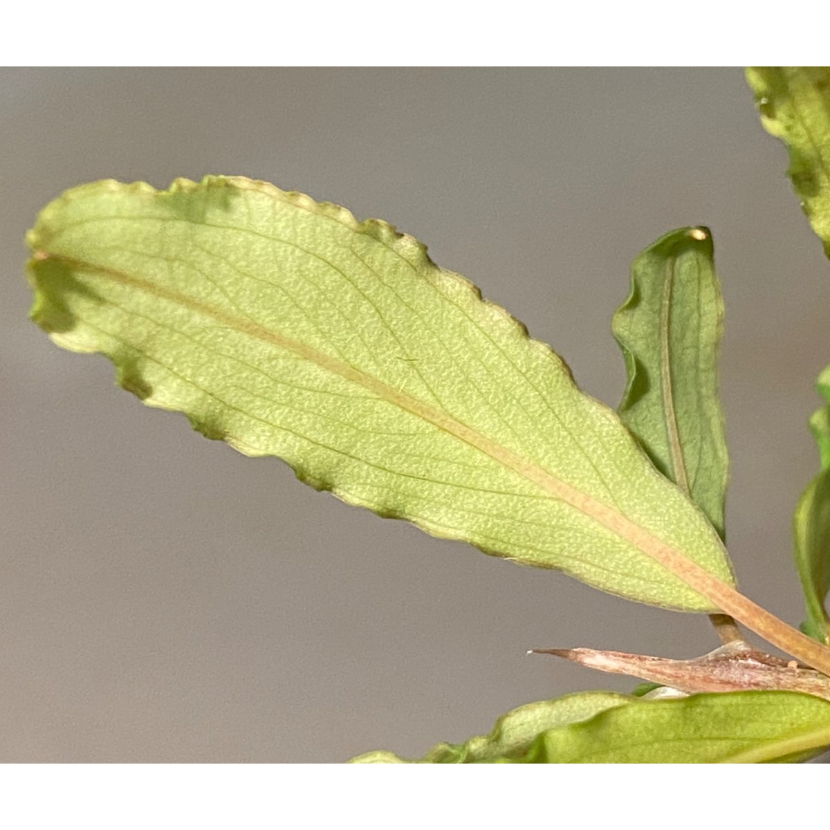 Bucephalandra sp.“Sintang Kayulapis”type2 公式 ブセファランドラ シンタンカユラピス 水上葉