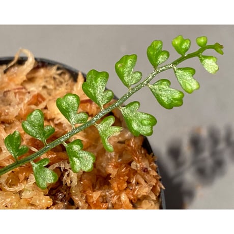 Asplenium quitense from Ecuador 東京ドームらん展購入増殖株 [KSB]
