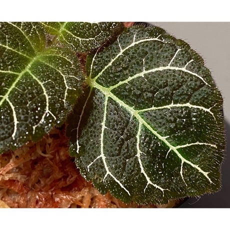 Pearcea hypocyrtiflora from Rio Napo Ecuador [tanakay] 白葉脈