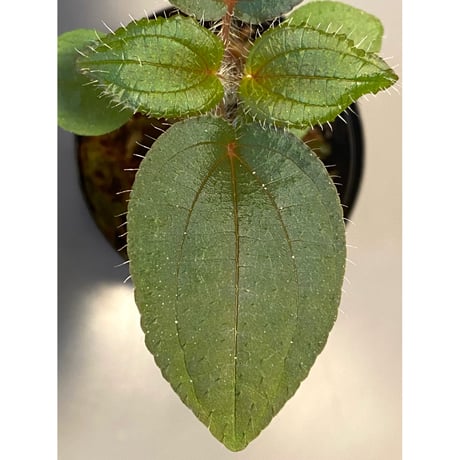 Phylagathis sp. from Cao Bang. Vietnum