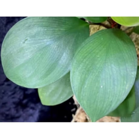 Homalomena sp. "Aceh selatan" Aceh Sumatra [TB]