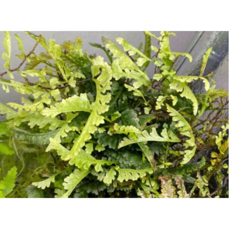 Teratophyllum aculeatum from Nanga pinoh [TB]