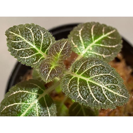 Pearcea hypocyrtiflora from South America