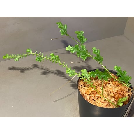Selaginella sp. from Iquitos Peru [tanakay]