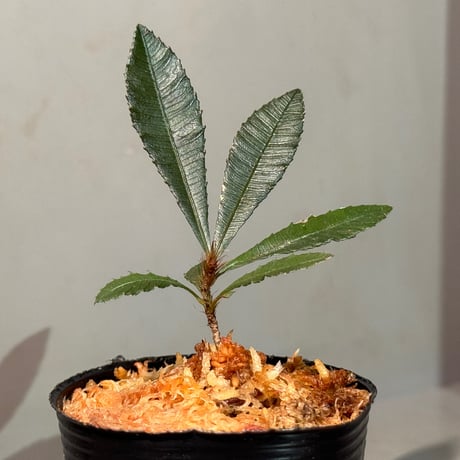 Sauvagesia serrata from Kapuas hulu West Kalimantan