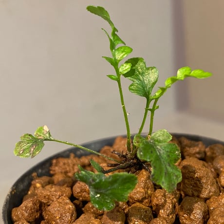 Blechnum obtusatum var. obtusatum from New Caledonia (固有種)
