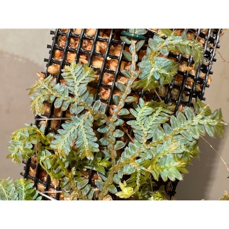 Selaginella willdenowii