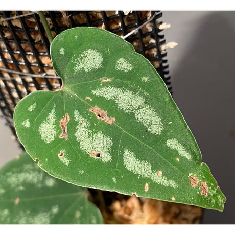 Piper sp. from Prachuap Khiri Khan Thailand
