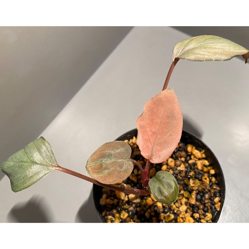 Homalomena cf.humilis from Pulau Lingga [LA0517