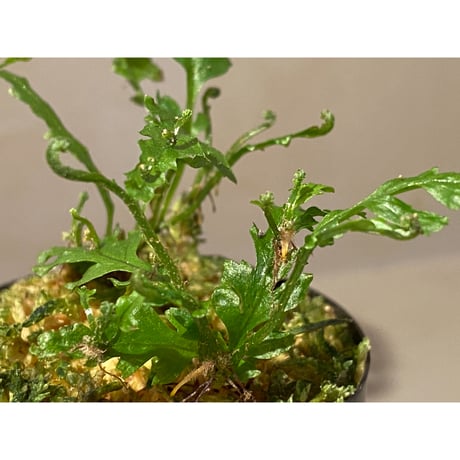 Microsorum sp. Short Dragon Tail