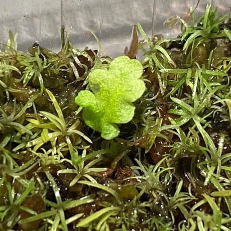 Moss from Ipoh State Malaysia