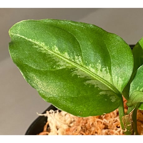 Aglaonema pictum BW1410  "レカミエ" from Sumatra barat [TB]