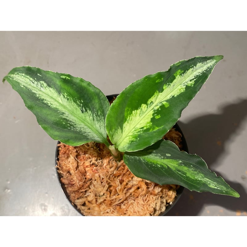 Aglaonema pictum GW1908 プレリュード アグラオネマ TB