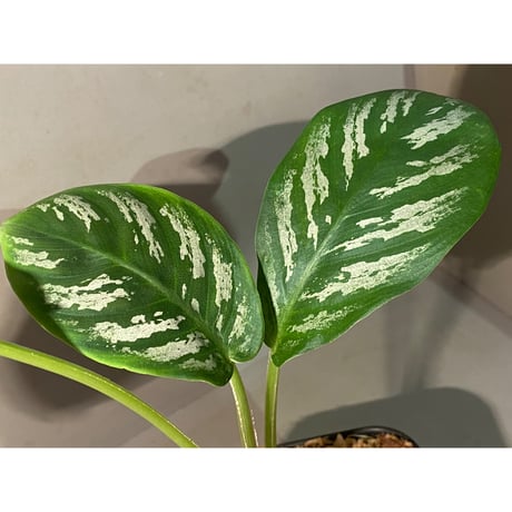 Schismatoglottis sp. "Nanga pinoh" [TB]