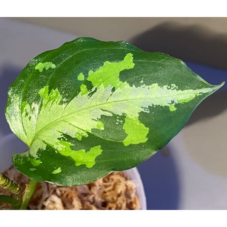 Aglaonema pictum tricolor "NIRVASH" from Pulau Nias [AZ]