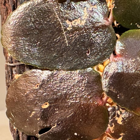 Marcgravia sp. from Tarapoto Peru