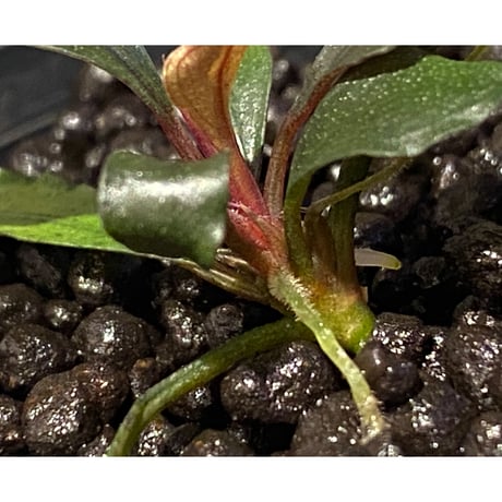 Bucephalandra  sp. "HB No9" from Kalimantan barat [AZ0420-13] ②