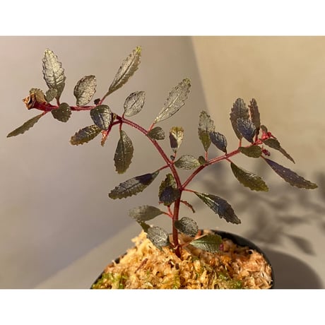 Triolena pileoides from Ecuador