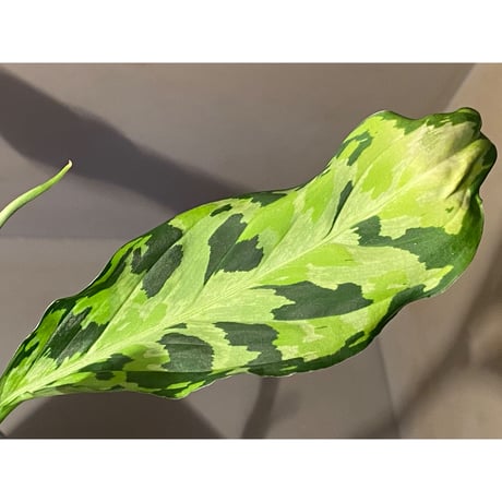 Aglaonema pictum "type EUREKA-7" from Pulau Nias [AZ0710-9]