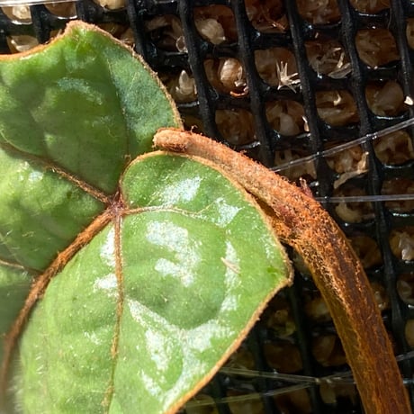 Pterisanthes sp. from Sabah-1 [R0515-01a]