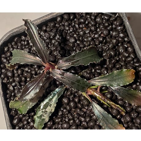 Bucephalandra sp. "Kedagang" [ID便] ②