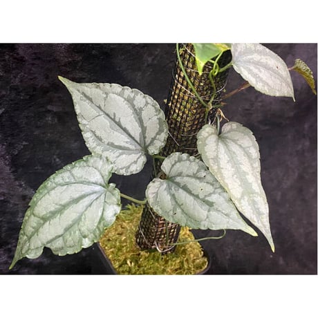 Cissus sp. "Padang" Sumatra barat [TB]